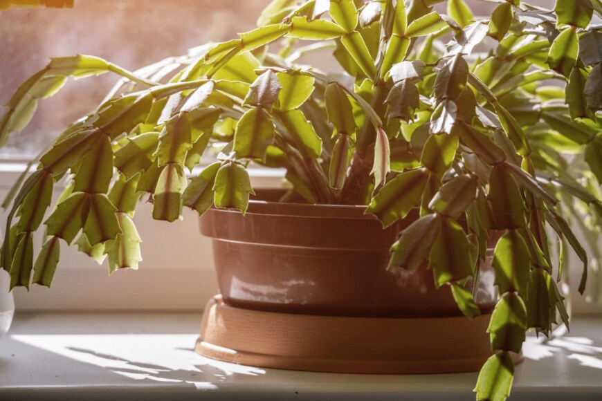                                                             Bilalstock/shutterstock.com