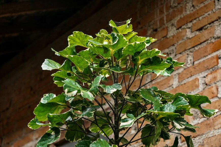 asharihasan28/Shutterstock.com