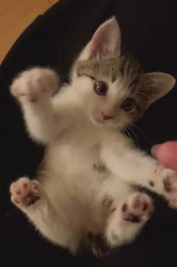 出所：@kirishimaxavi