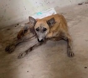 衰弱していた犬を廃ビルで発見 無事に保護され、獣医師のもとへ…救出劇に感動の声