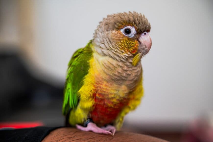【まるでコウモリ】逆さ吊りになったインコの笑える姿に反響　「ドヤ顔」「新種」