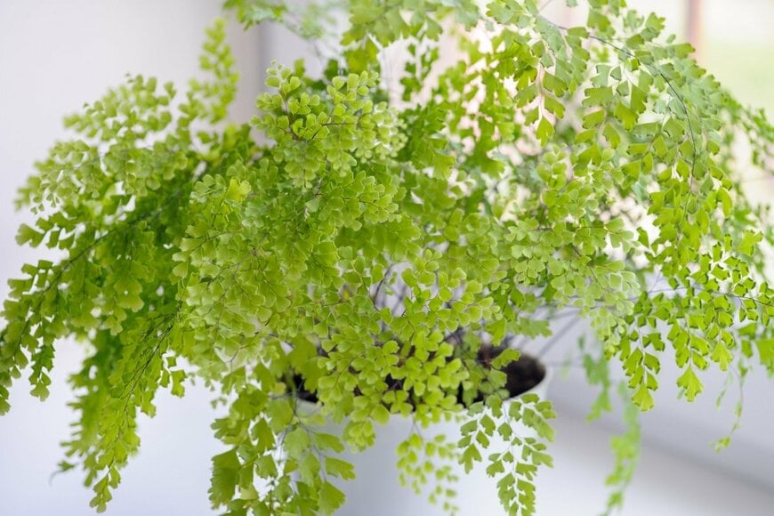 Lja_Lja/shutterstock.com