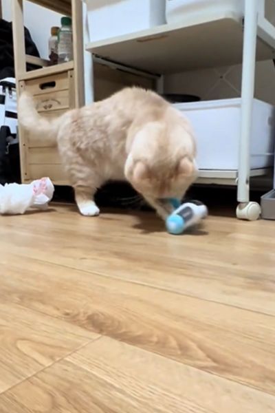 出所：@nui0904さん