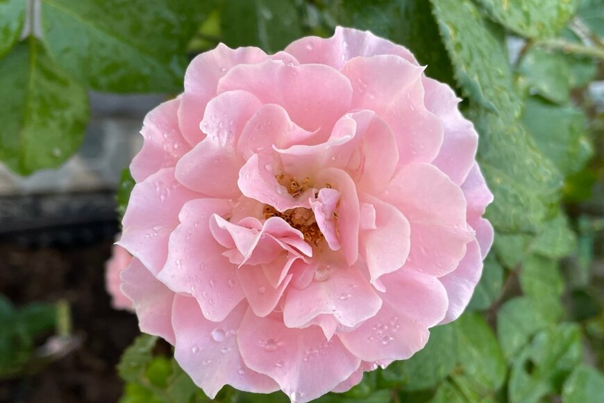 ambenvalee/shutterstock.com