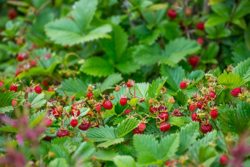 Kuttelvaserova Stuchelova/Shutterstock.com