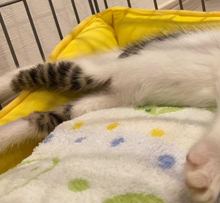 出所：@Saeroyi_cat