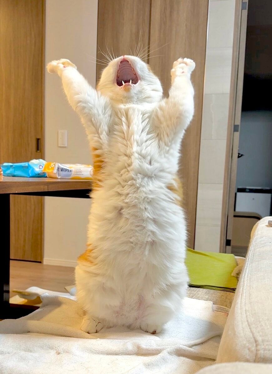 出所：@himaritomugi