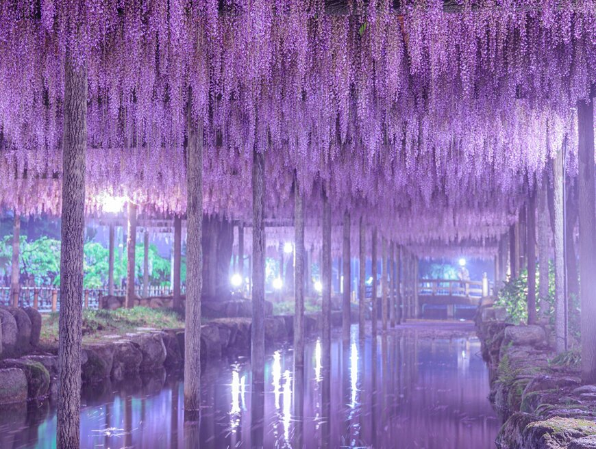 まるで異世界！愛知にある幻想的な藤棚が話題「美しさに溢れていますね」【2023年04月ベストセレクション】