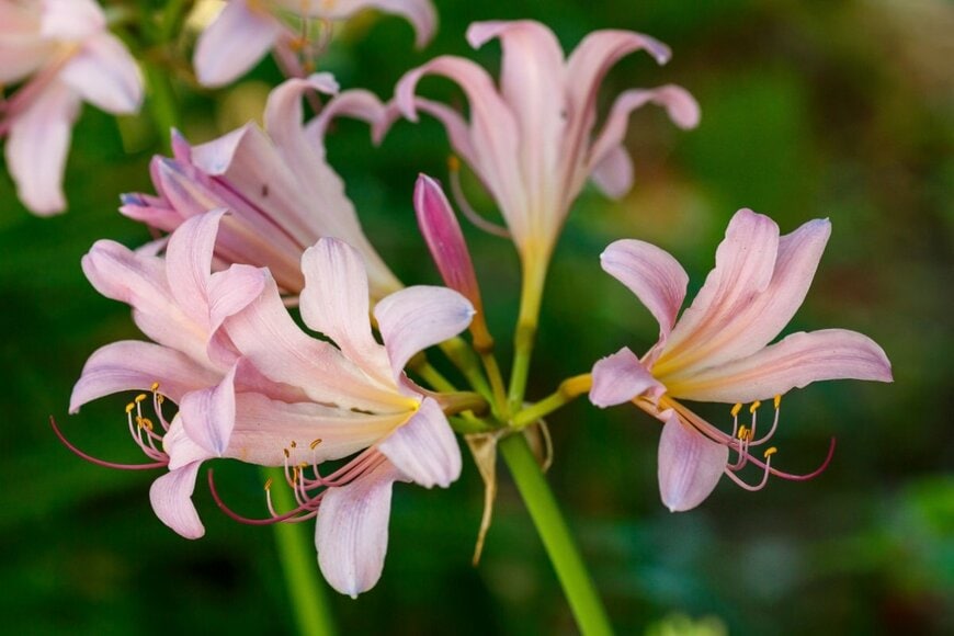 Flower_Garden/shutterstock.com