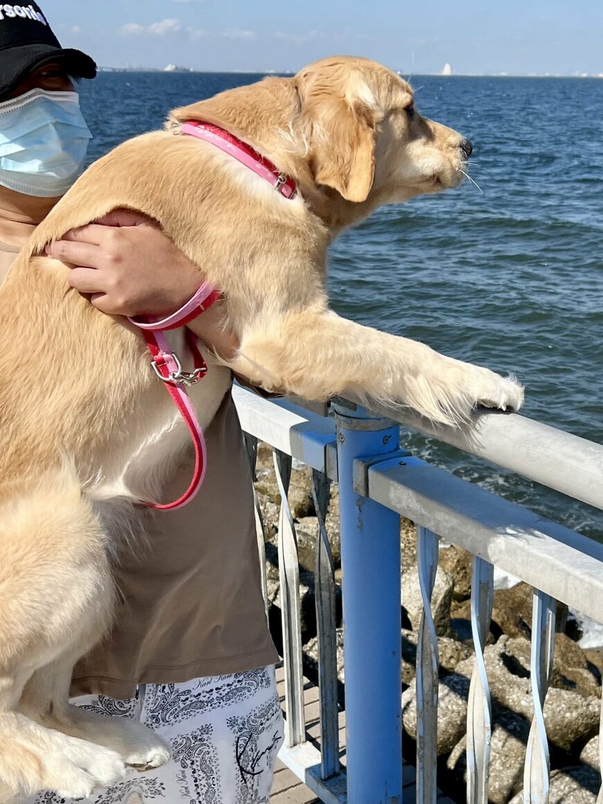 出所：@pu_channeldesu