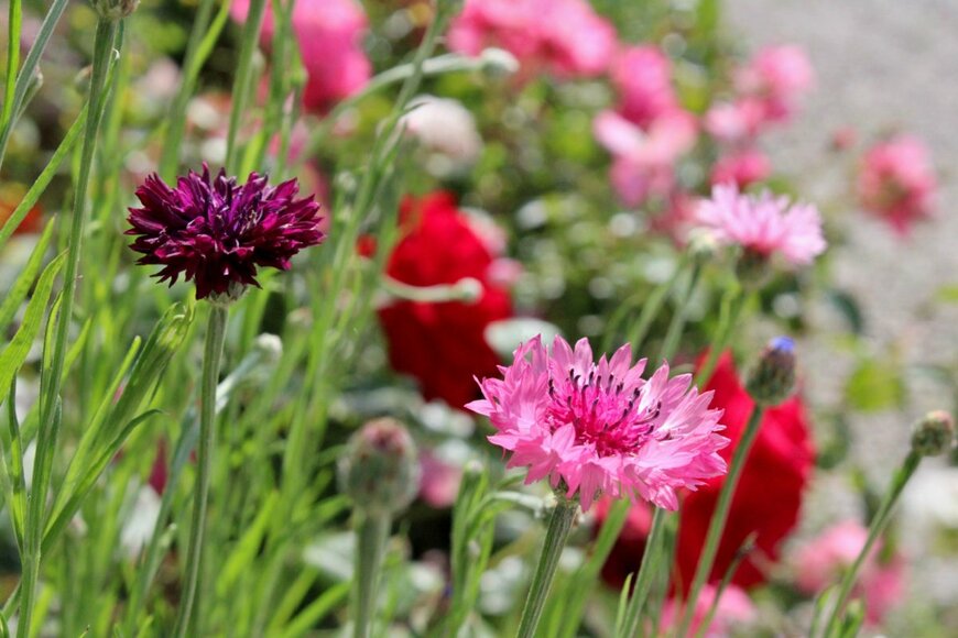 FedeLag/shutterstock.com