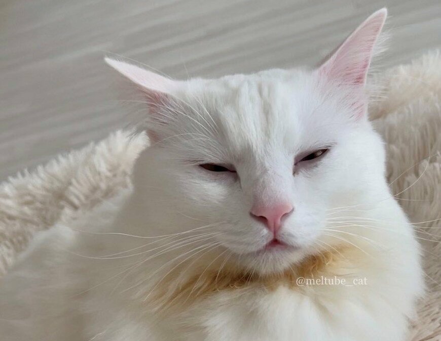 出所：@meltube_cat