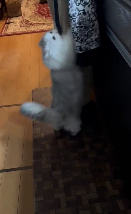 出所：@NEKOLAND13