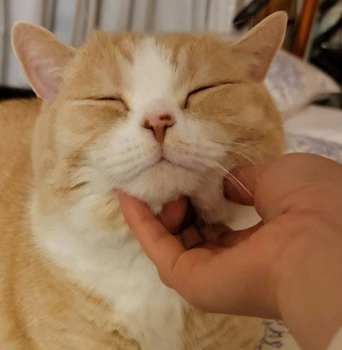 出所：@nekotansoku