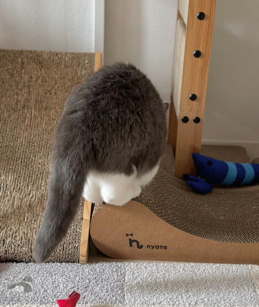 出所：@omochiomoching