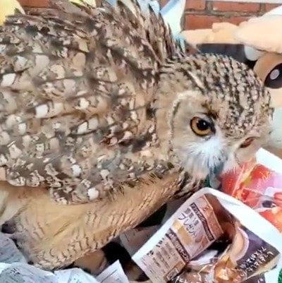 【新聞紙とフクロウ】飼い主の反応をチラチラ確認！？くちばしでくわえたり引っ張ったりして遊ぶフクロウの姿が可愛い！
