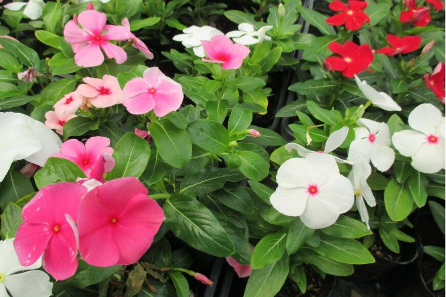 Yasuo Iwami/istockphoto.com