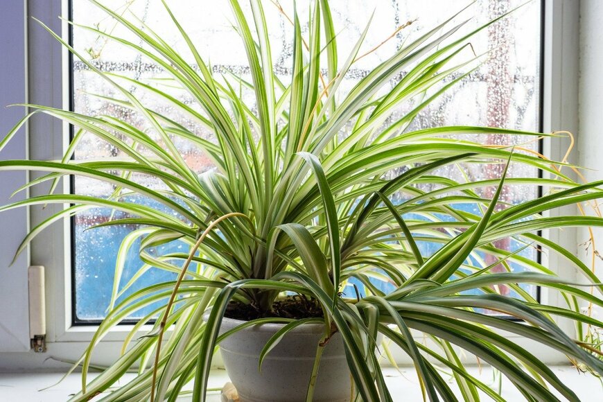 KrimKate/shutterstock.com