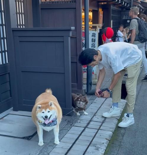 「飛騨高山」を散策する柴犬　天然のクーラーを発見する姿に「すごいとこで休みますね」 