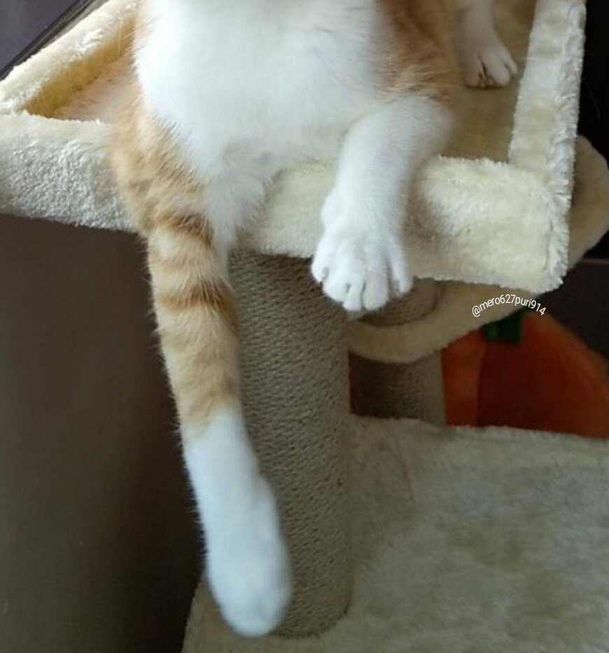 出所：@mero627puri914