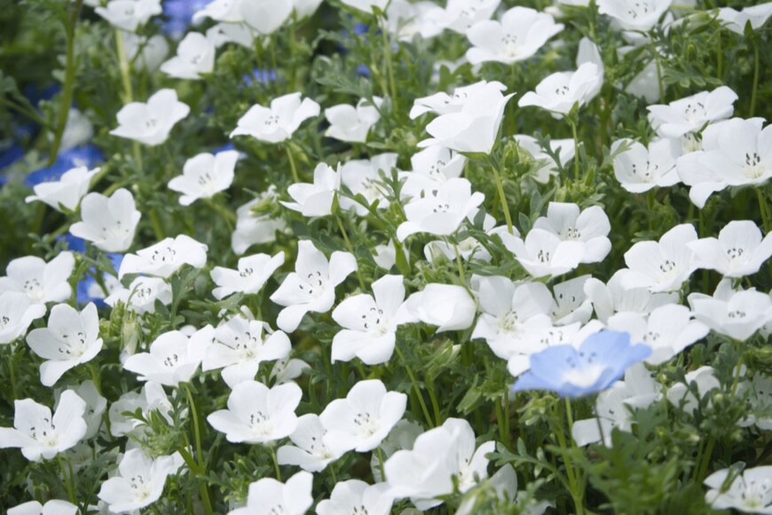 purin kobo/shutterstock.com