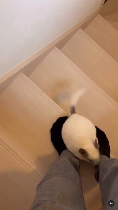 出所：＠ohagitopapa