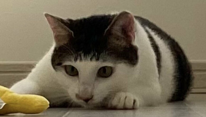 出所：@Saeroyi_cat