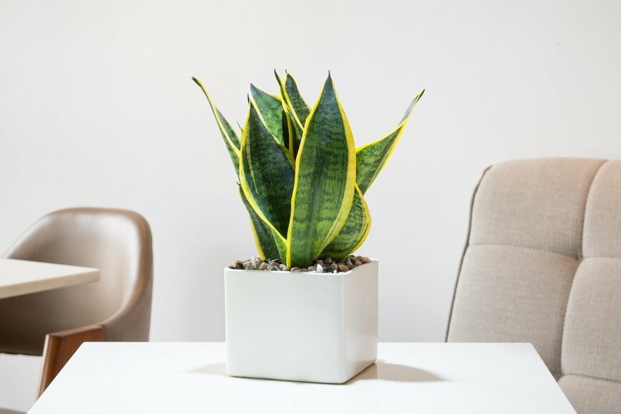 Tran Trung Designer/shutterstock.com