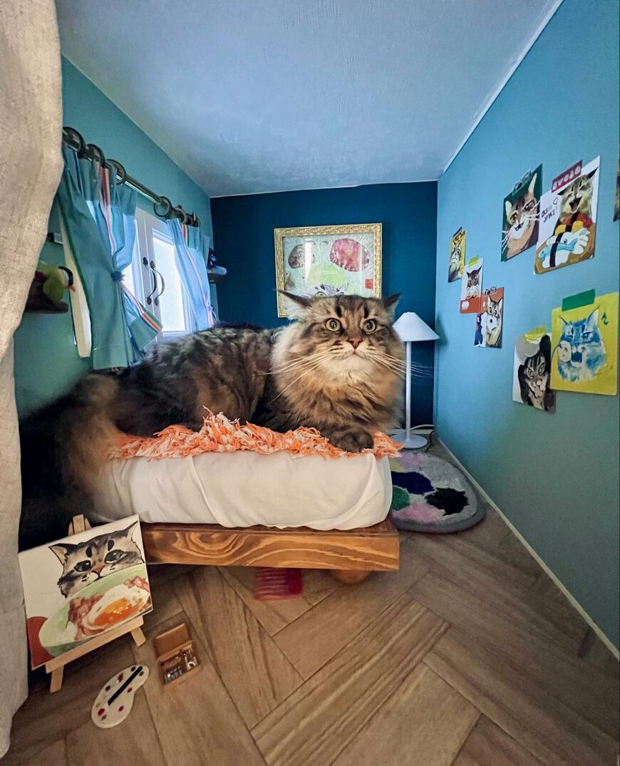 改装後の「寝室」押し入れスペースで寛ぐヤマネコくん