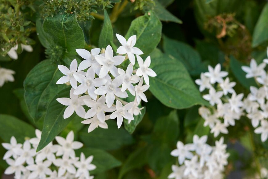 小さなペンタスの白い花が集まって咲いている