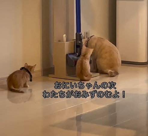 2度見する猫