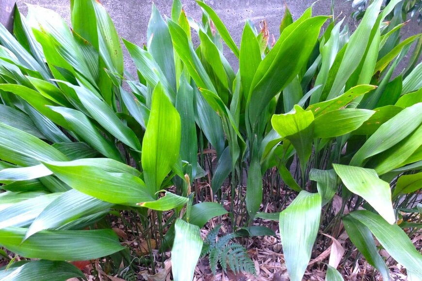 植えてよかったグランドカバー植物と常緑多年草、ハラン