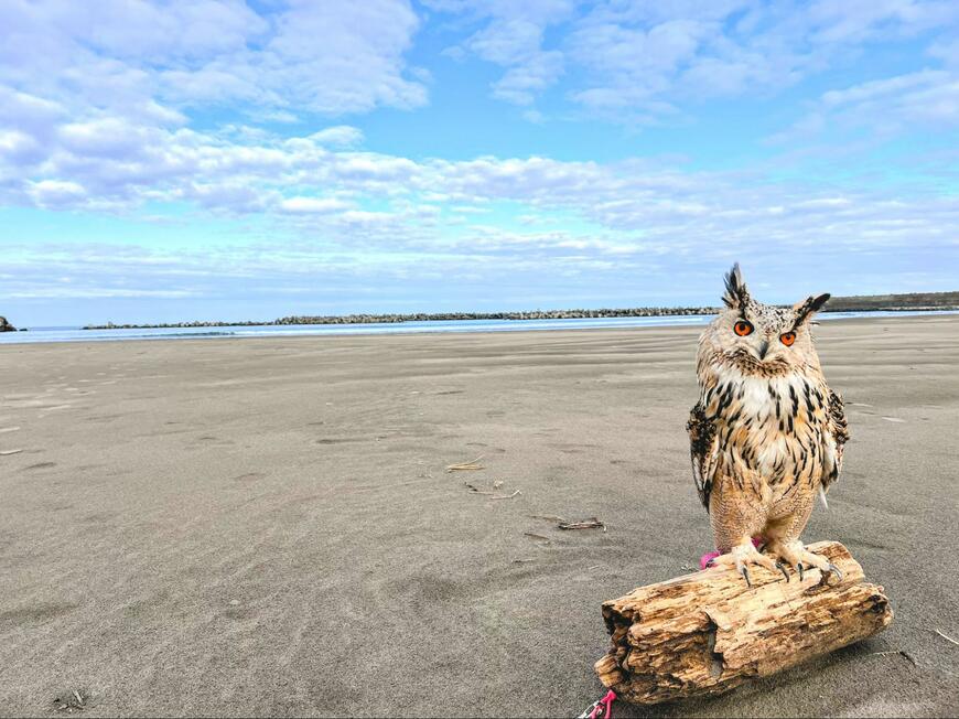 投稿動画のワンシーン