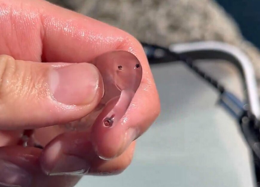 港で発見されたゾウクラゲ