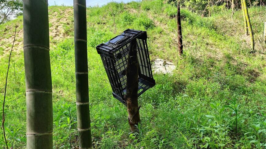 タケノコの成長速度に驚いてしまう