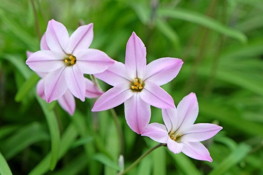ピンク色の花を咲かせている、ハナニラ