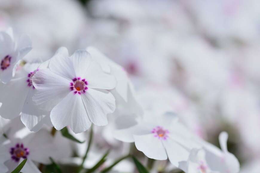 白い花を咲かせている、シバザクラ