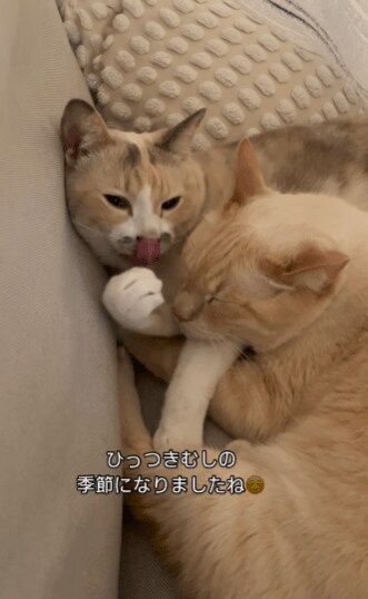 ひっつきむしの猫たち