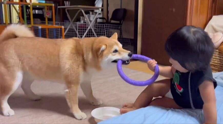 赤ちゃんと柴犬