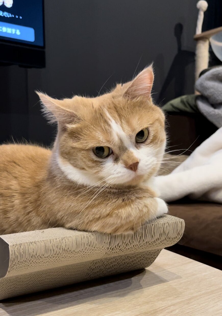 キリッとした猫