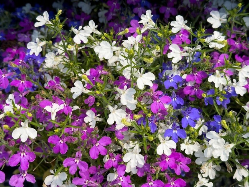蝶のような花姿が美しい「ロベリア」