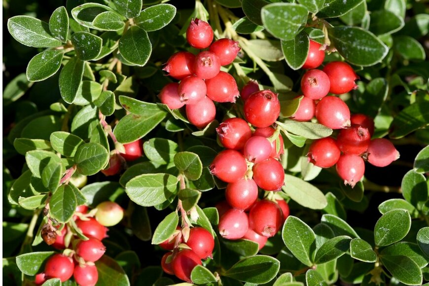 つやのある赤い実がたくさん実っているクランベリー