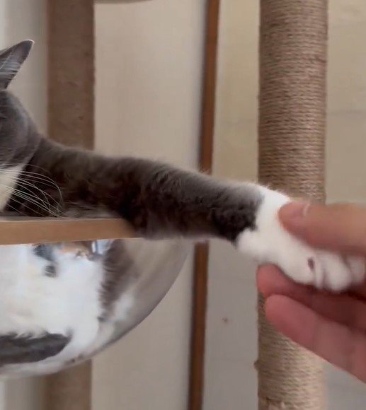 握手したい猫