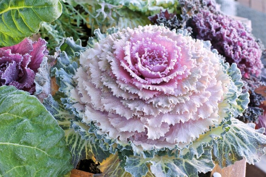 淡いピンク色の葉の、ハボタン