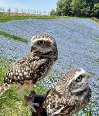 【ネモフィラとフクロウ】美しい花畑を満喫する様子が可愛い！撮影会がスタートするほど大人気