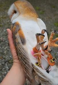 【抱っこでお散歩メンフクロウ】飼い主さんに握られて散歩する姿にSNSでは「可愛い」の声