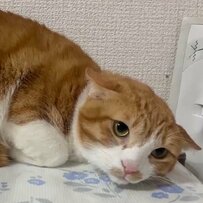 見知らぬ人の声に怯える元野良猫。その様子を見た同居猫がとった「まさかの行動」に心が温まる