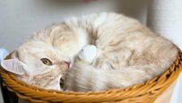 【幸せのかたまり】猫ちゃんがカゴの中で”ギュッ”と真ん丸に！眠りにつく様子が可愛いと話題に