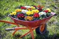 【ガーデニング】寄せ植えにオススメの花7選！冬に植えても春まで楽しめる品種を紹介