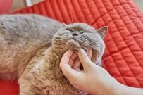 姉ちゃんに撫でられたと「勘違い」した猫　辛辣な表情に笑ってしまう